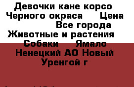Девочки кане корсо. Черного окраса.  › Цена ­ 65 000 - Все города Животные и растения » Собаки   . Ямало-Ненецкий АО,Новый Уренгой г.